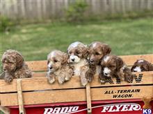 labradoodle puppy posted by West Valley Labradoodles